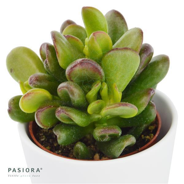 Ciao Crassula, 3 Stück