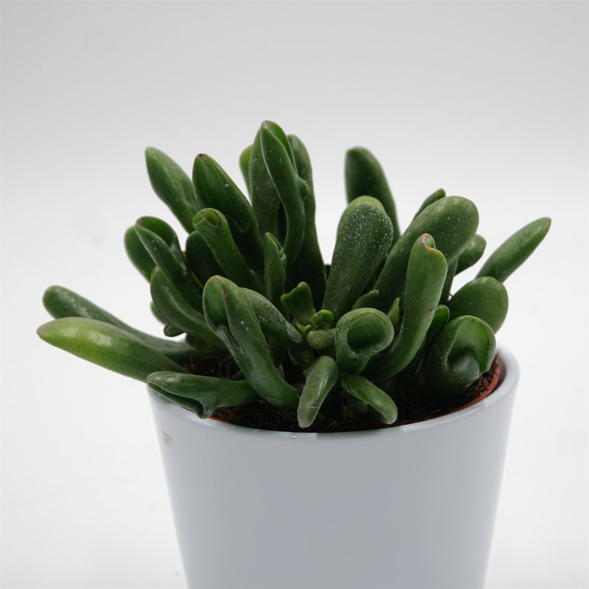 Crassula ovata Horn Tree - 12cm
