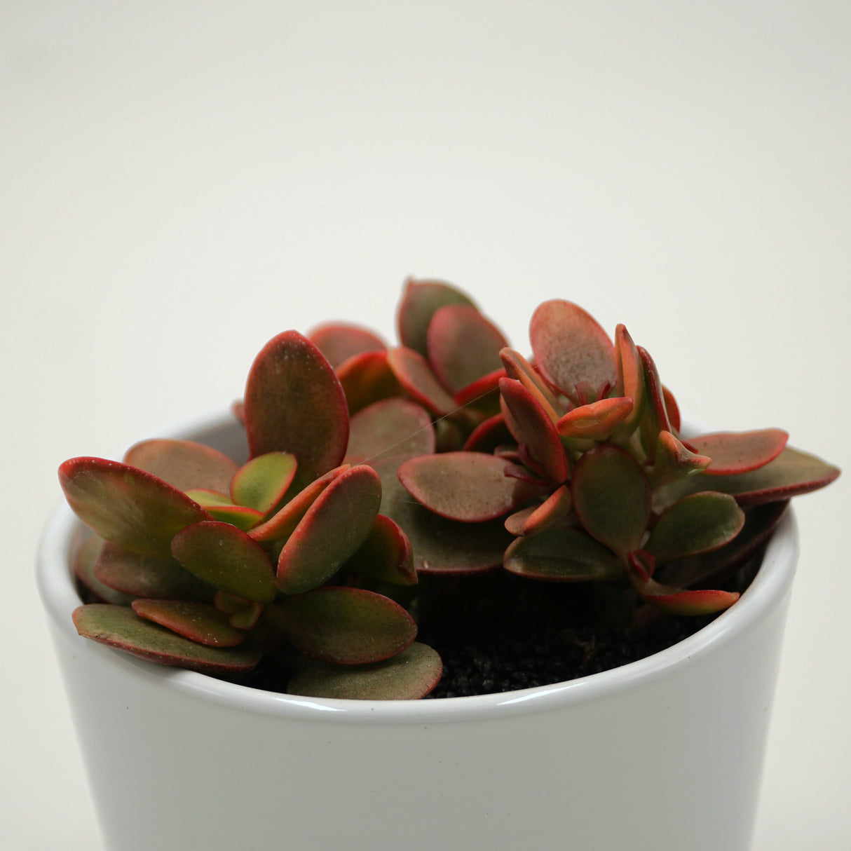 Crassula ovata Indian Summer - 10,5cm