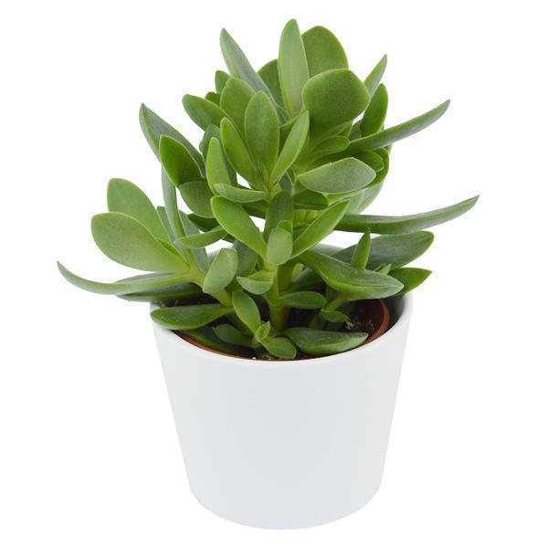 Crassula Money Maker - 6cm