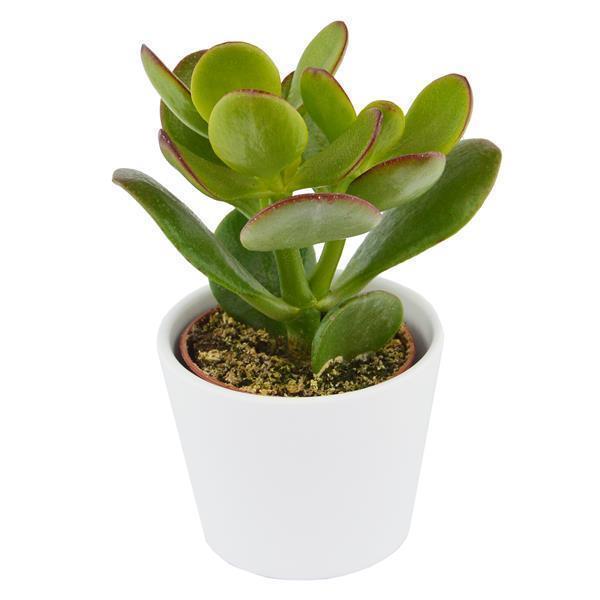 Crassula ovata - 6cm