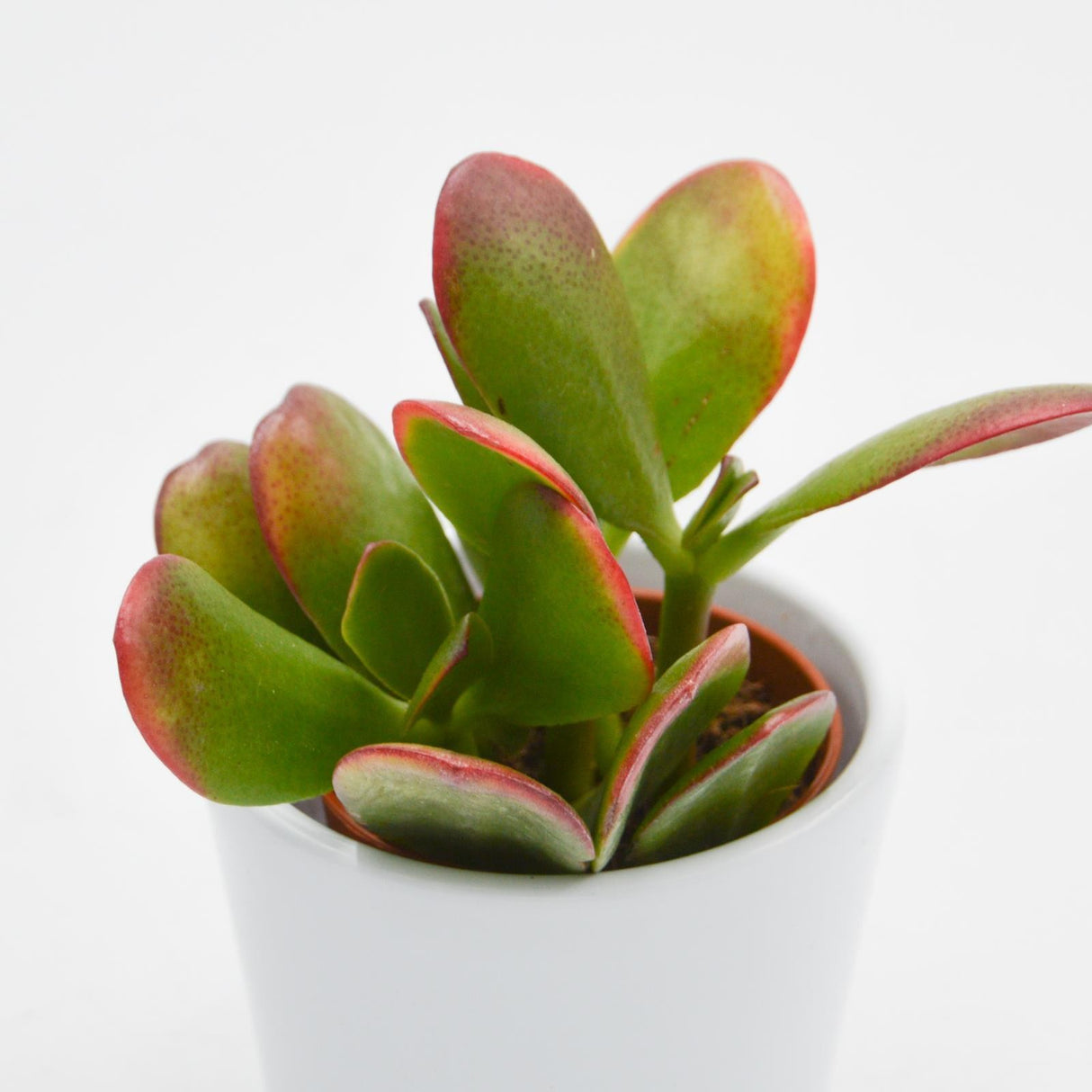 Crassula ovata Sunset  - 5,5cm
