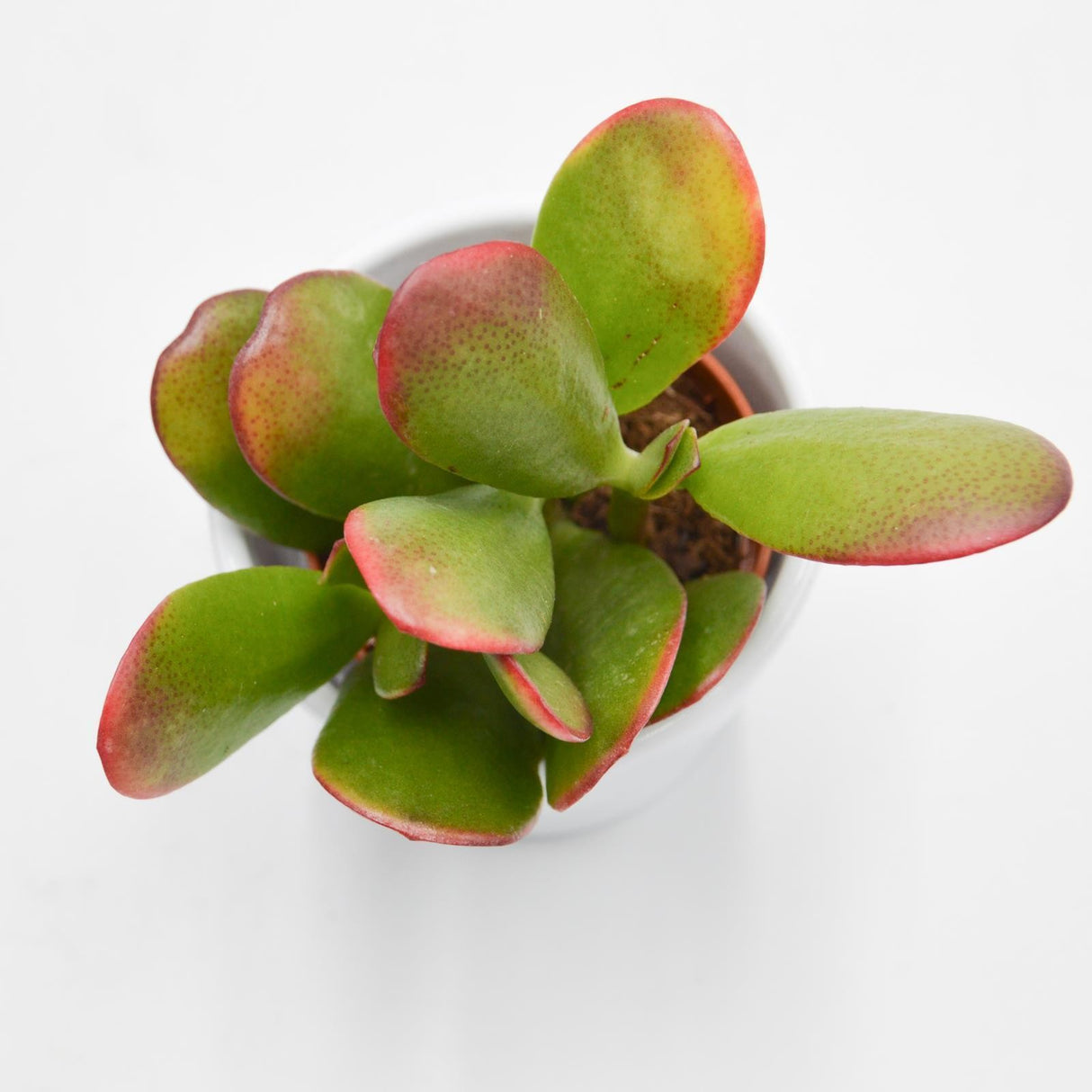 Crassula ovata Sunset - 5,5cm
