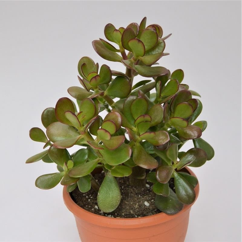 Crassula ovata - 17cm
