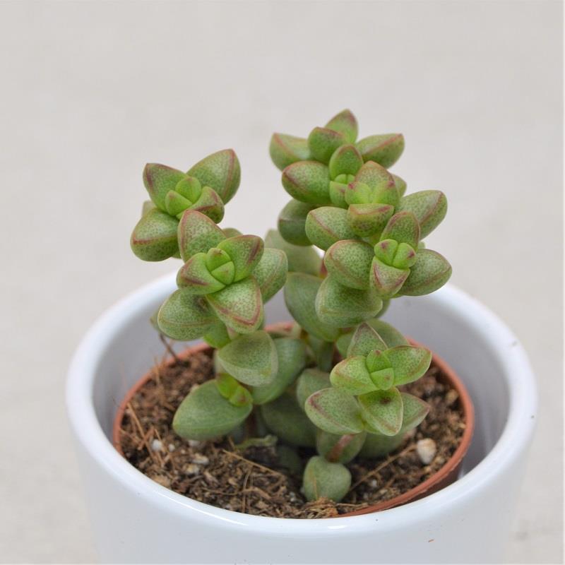 Crassula brevifolia - 5,5cm
