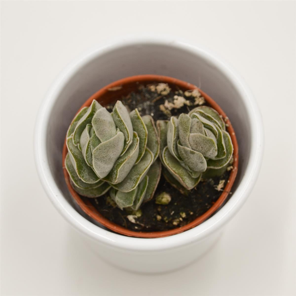 Crassula Pangolin - 5,5cm