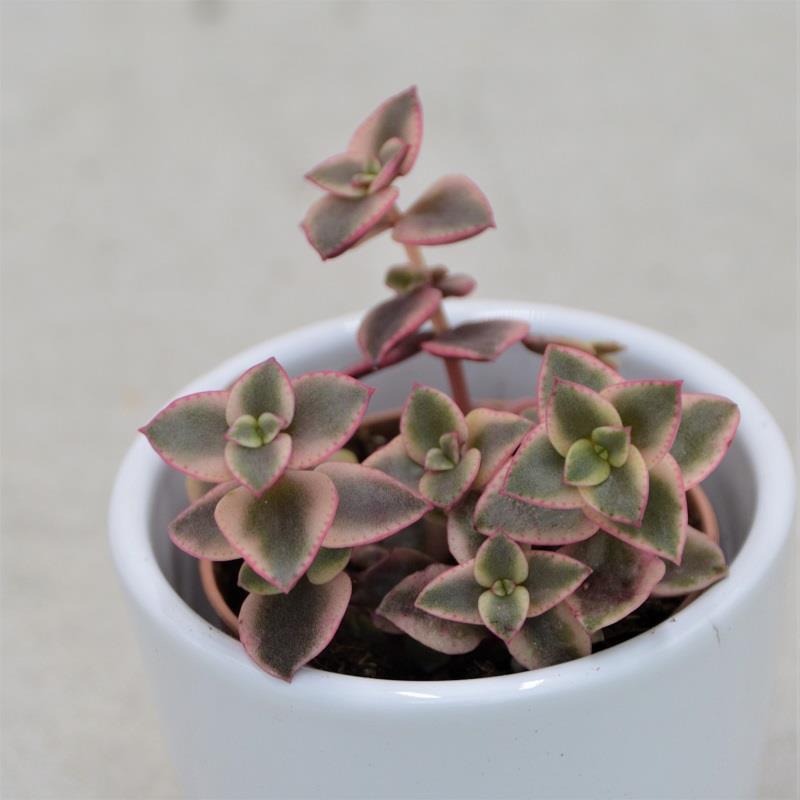 Crassula pellucida ssp. marginalis - 5,5cm