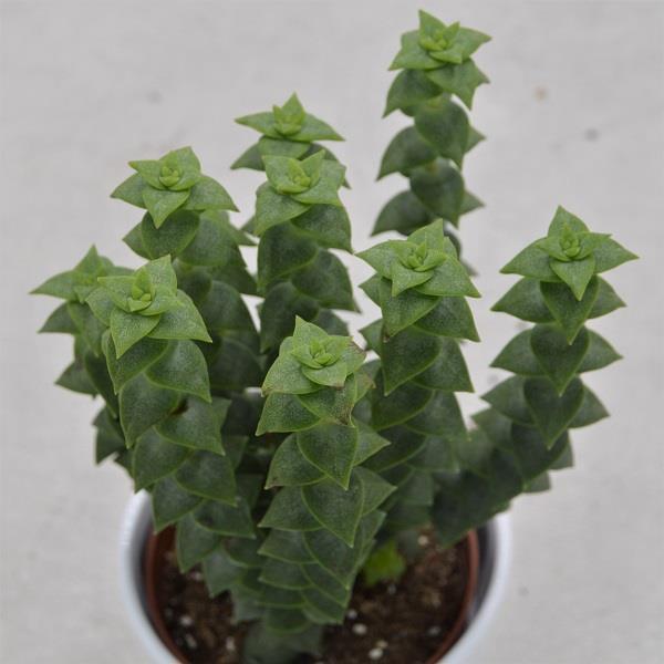 Crassula perforata - 8,5cm