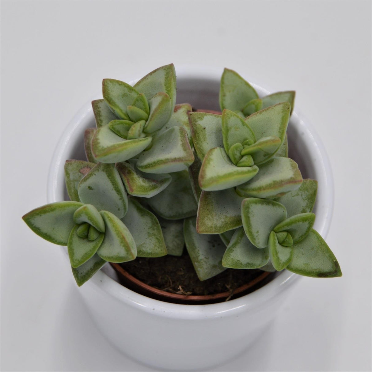 Crassula perforata Azul - 5,5cm