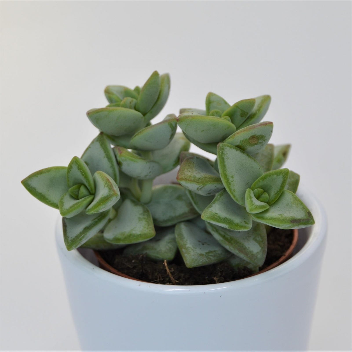 Crassula perforata Azul - 5,5cm