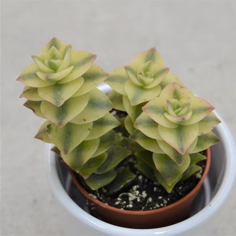 Crassula perforata variegata - 5,5cm