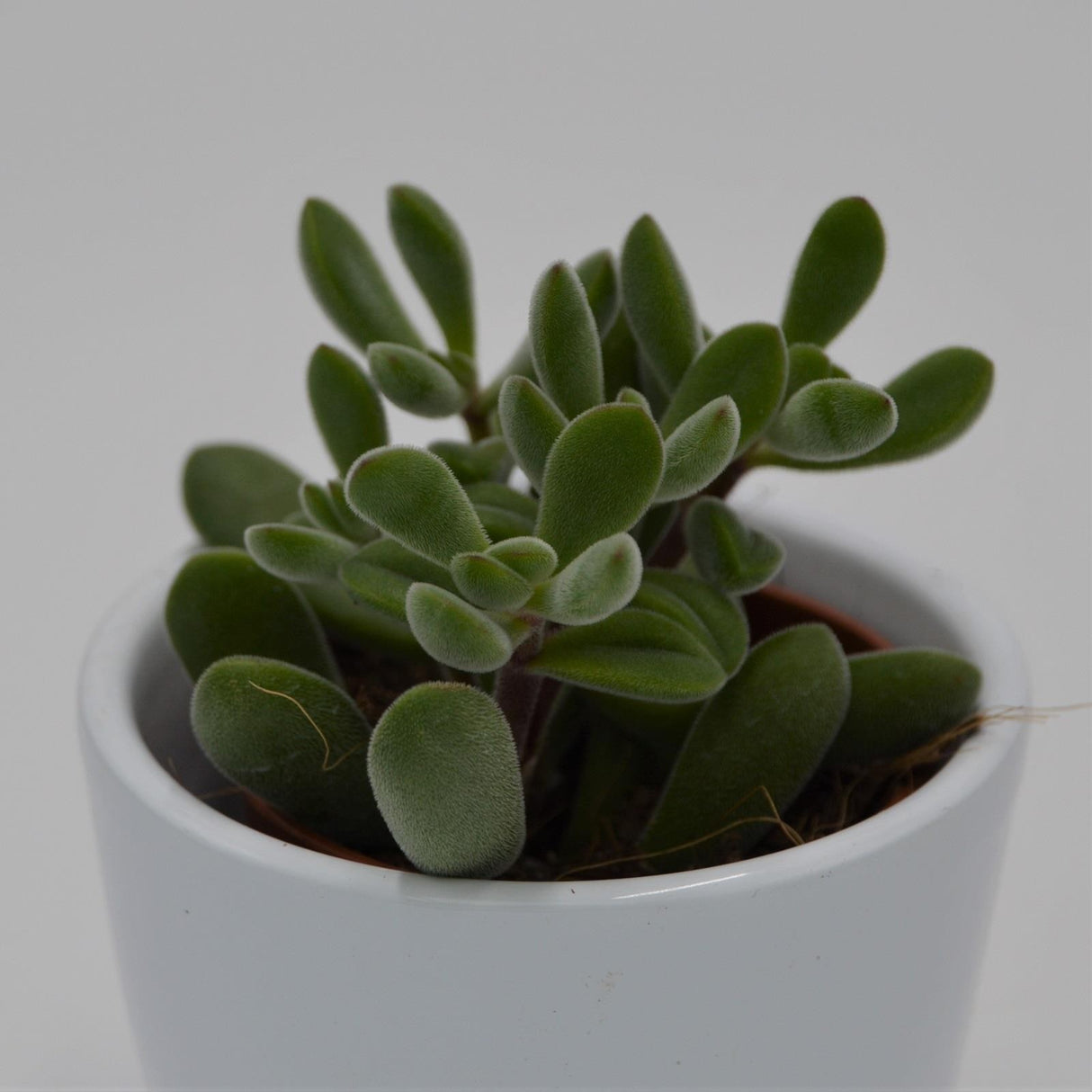 Crassula rogersii - 5,5cm
