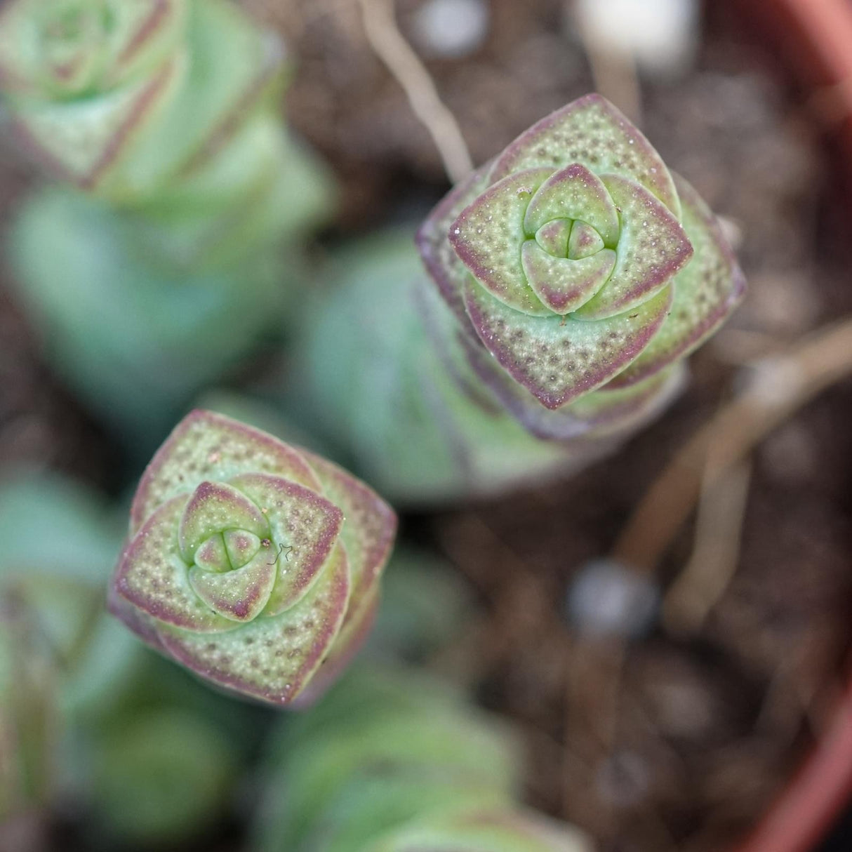 Crassula rupestris subsp. marnieriana - 6cm