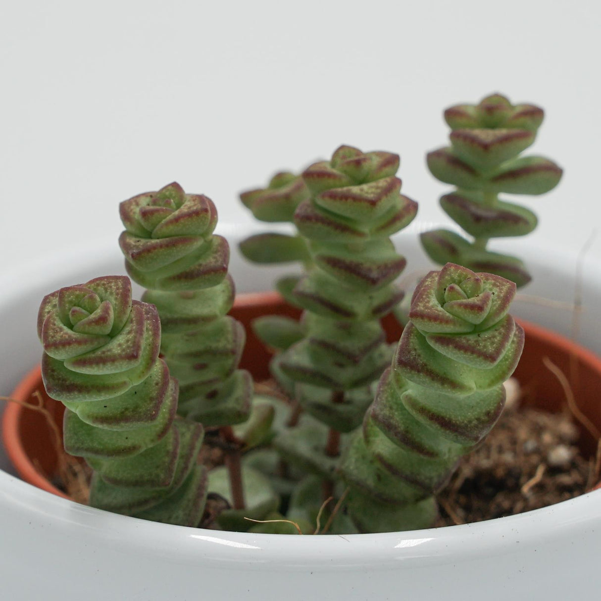 Crassula rupestris subsp. marnieriana - 6cm