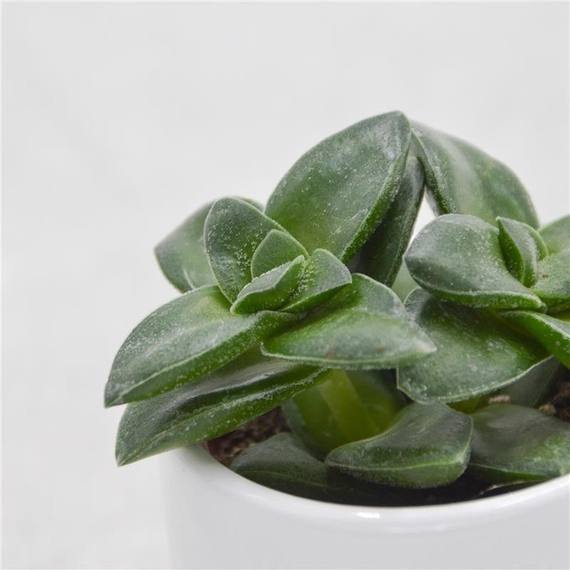 Crassula Springtime - 6cm