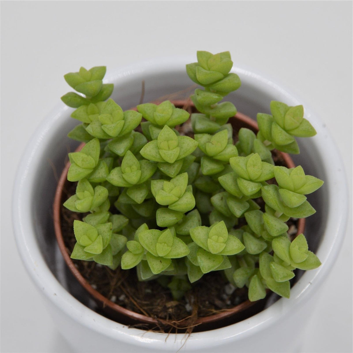 Crassula Tom Thumb - 5,5cm