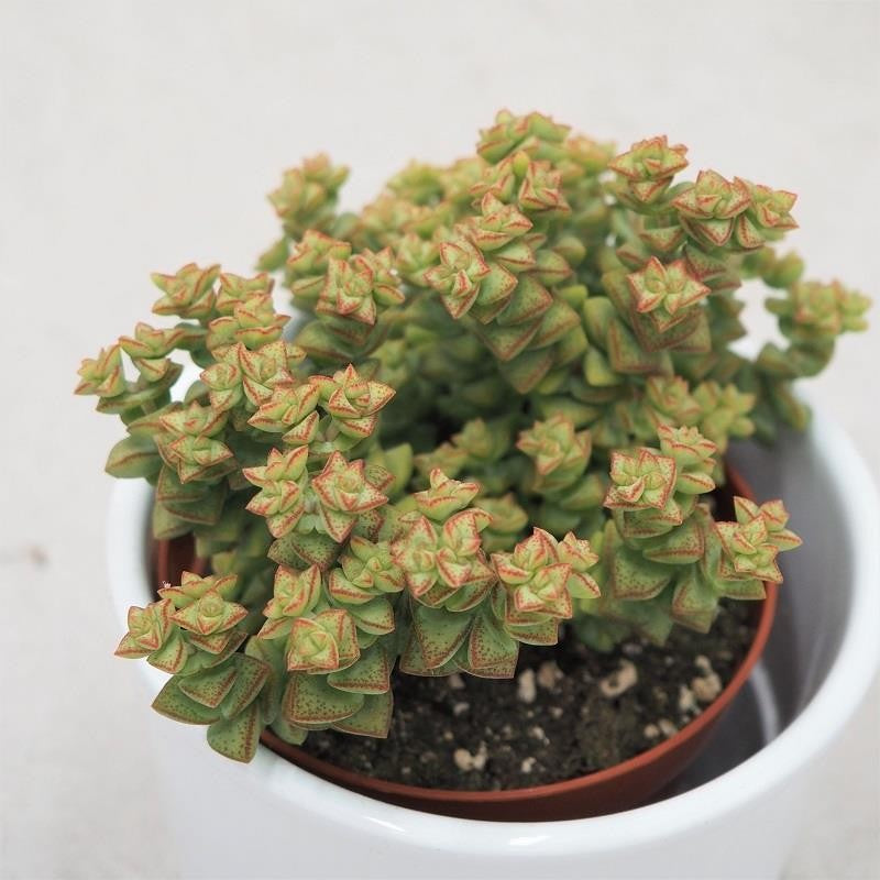 Crassula Tom Thumb - 8,5cm