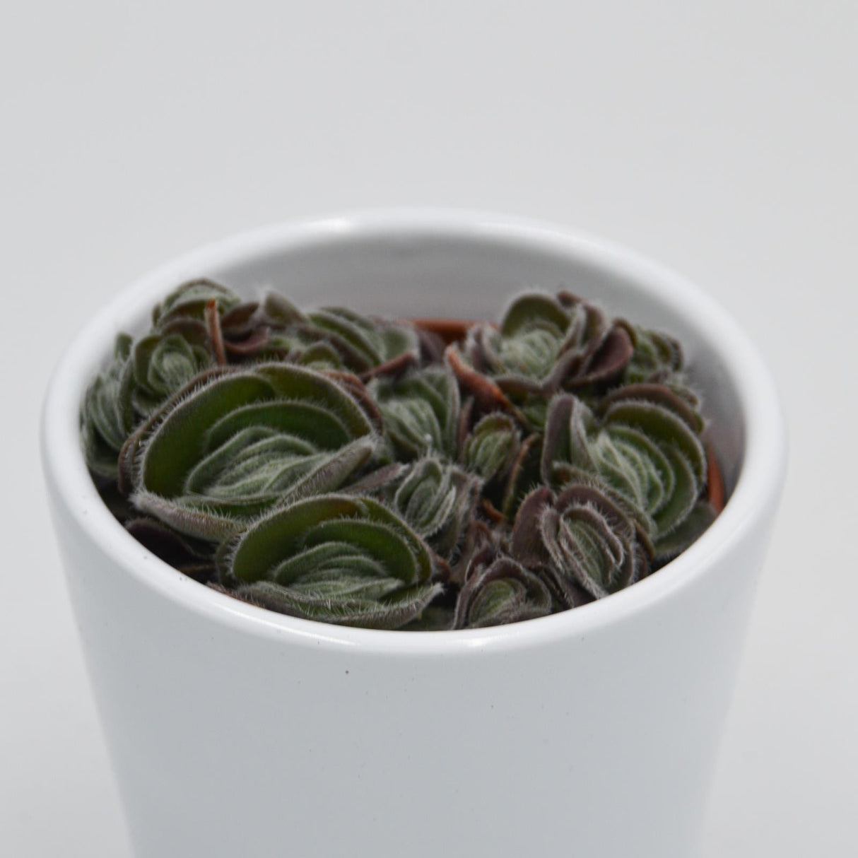 Crassula tomentosa var. glabrifolia - 6cm