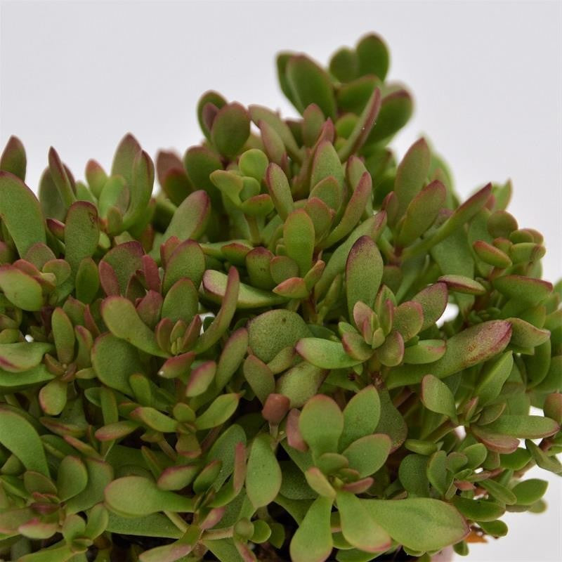 Crassula radicans - 8,5cm