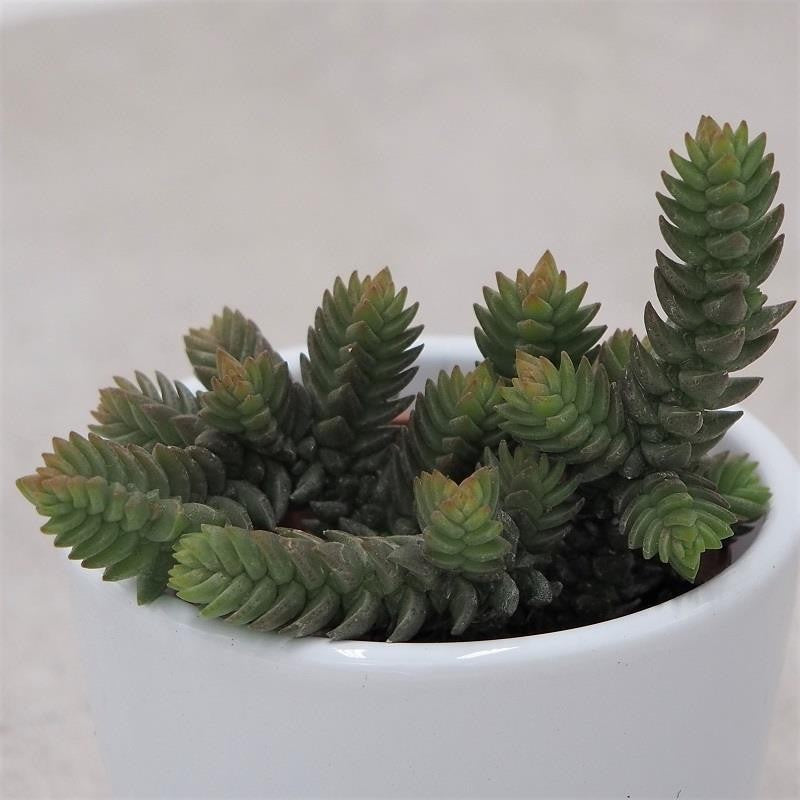Crassula muscosa - 5,5cm
