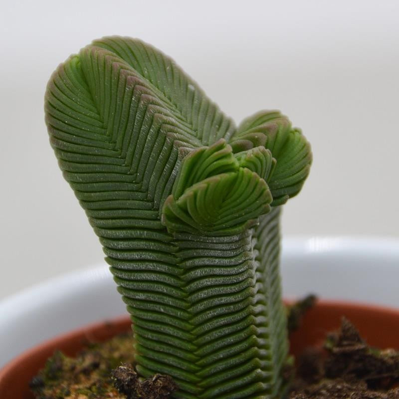 Crassula pyramidalis - 5,5cm
