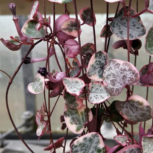 Ceropegia woodii f. variegata - 8cm