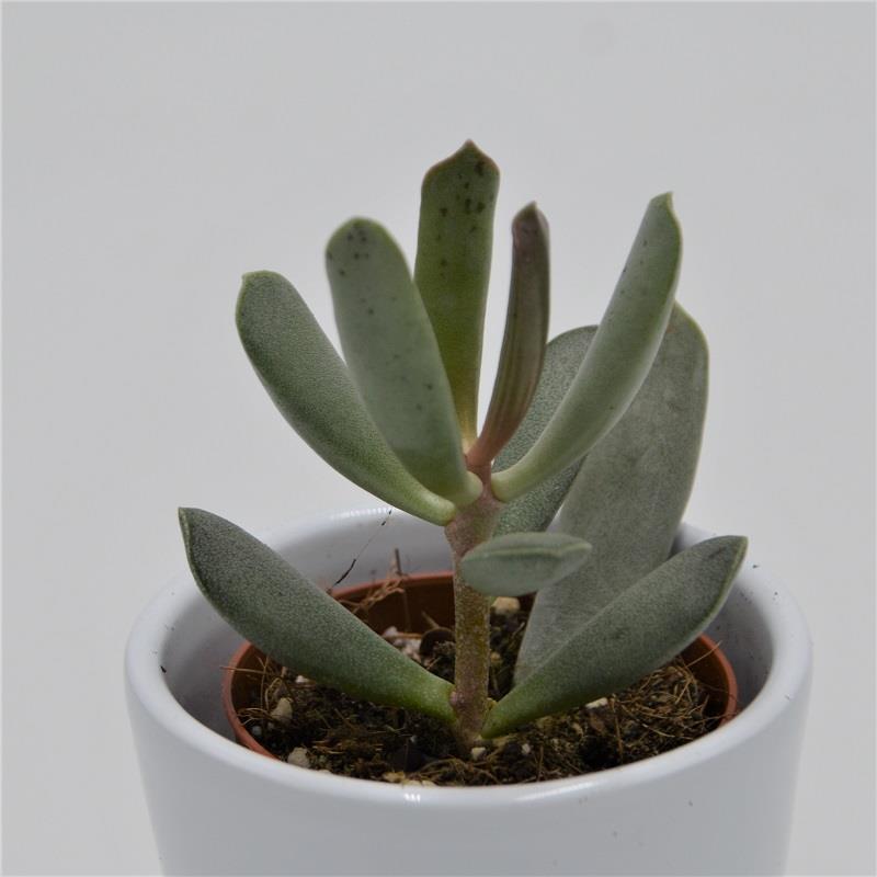 Adromischus filicaulis - 5,5cm