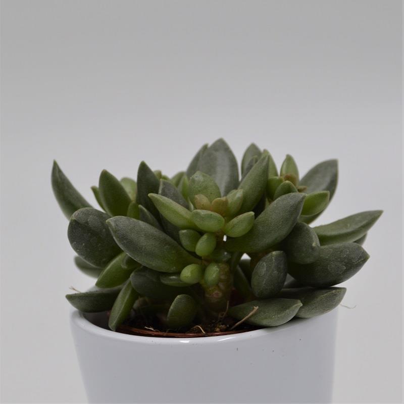 Adromischus schuldtianus subsp juttae - 5,5cm