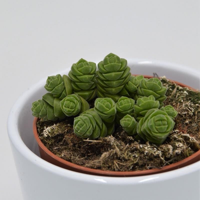 Crassula columella - 8,5cm