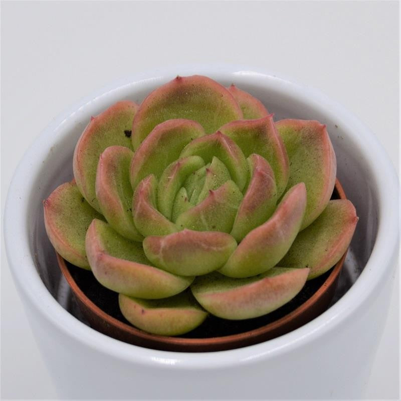 Echeveria Gilva - 5,5cm