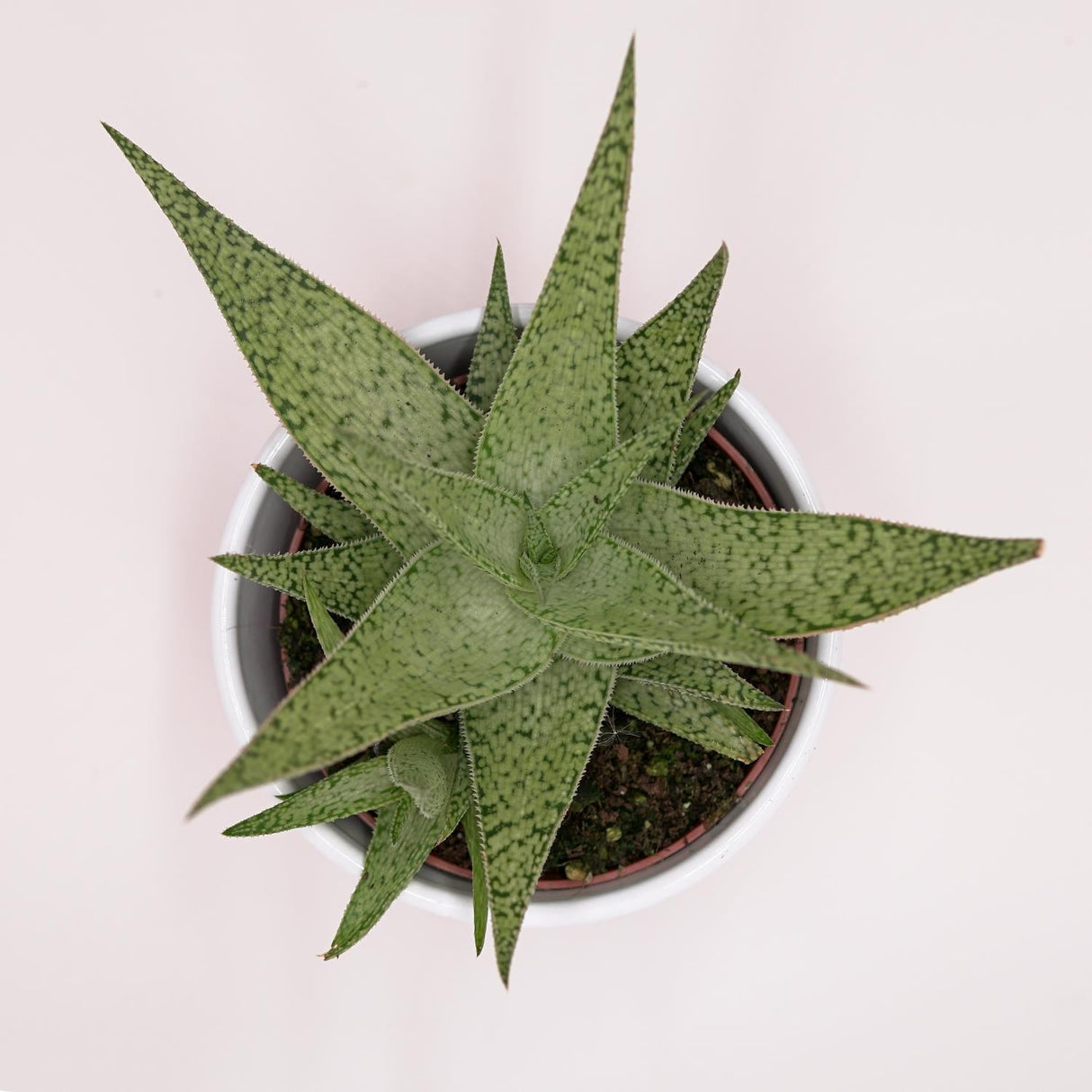 Aloe rauhii Snowflake - 10,5cm