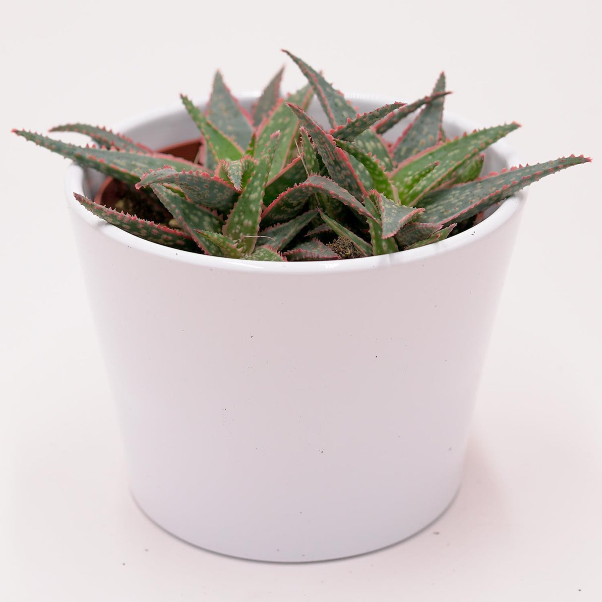 Aloe Red Shade - 10,5cm