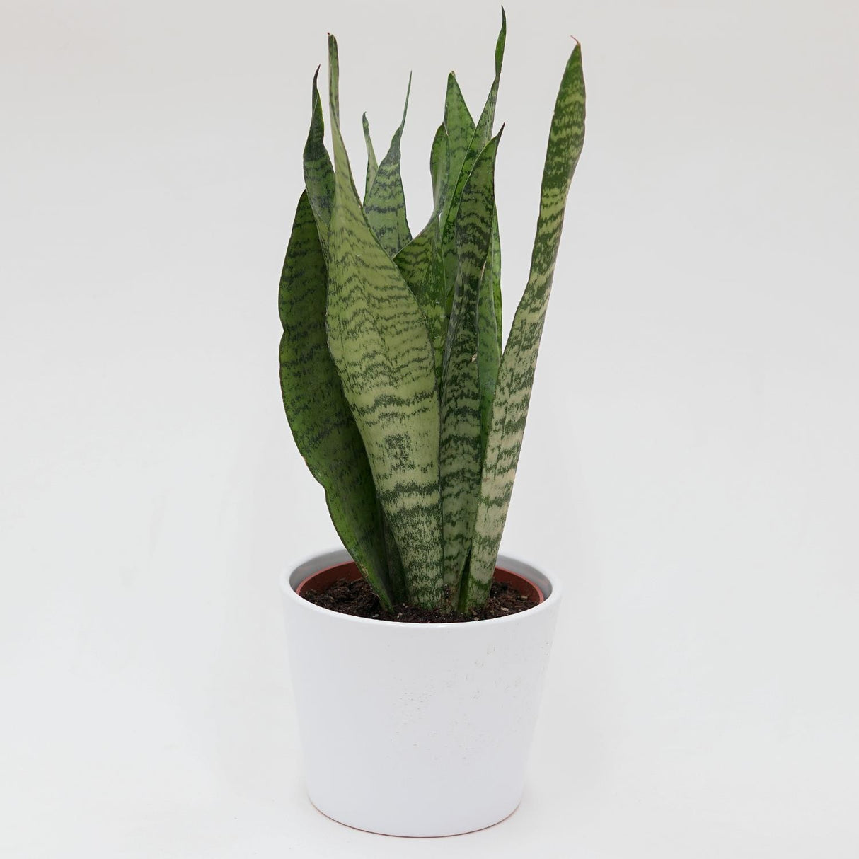 Sansevieria zeylanica - 12cm