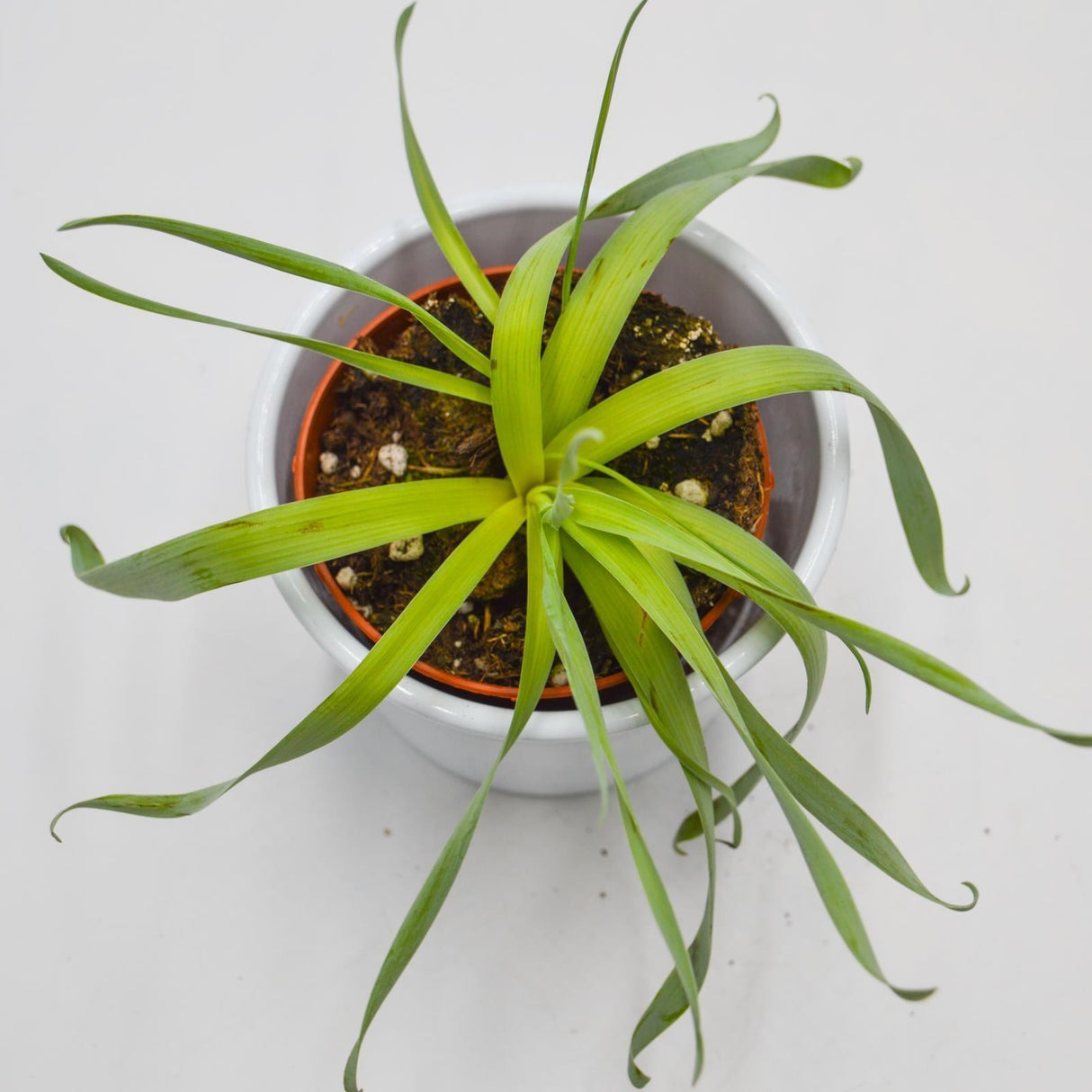 Cyrtanthus spiralis - 8,5cm