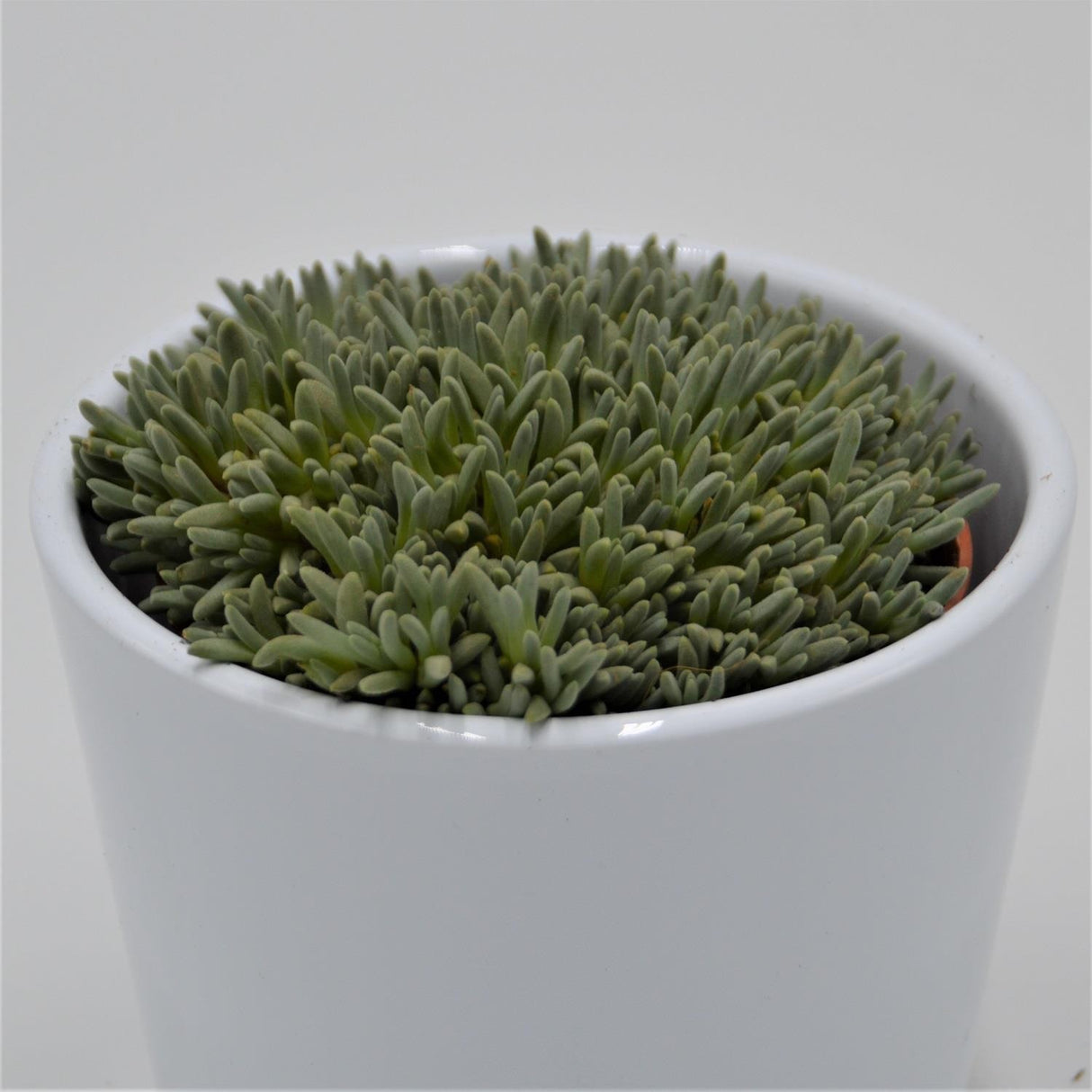 Delosperma sphalmantoides - 8,5cm