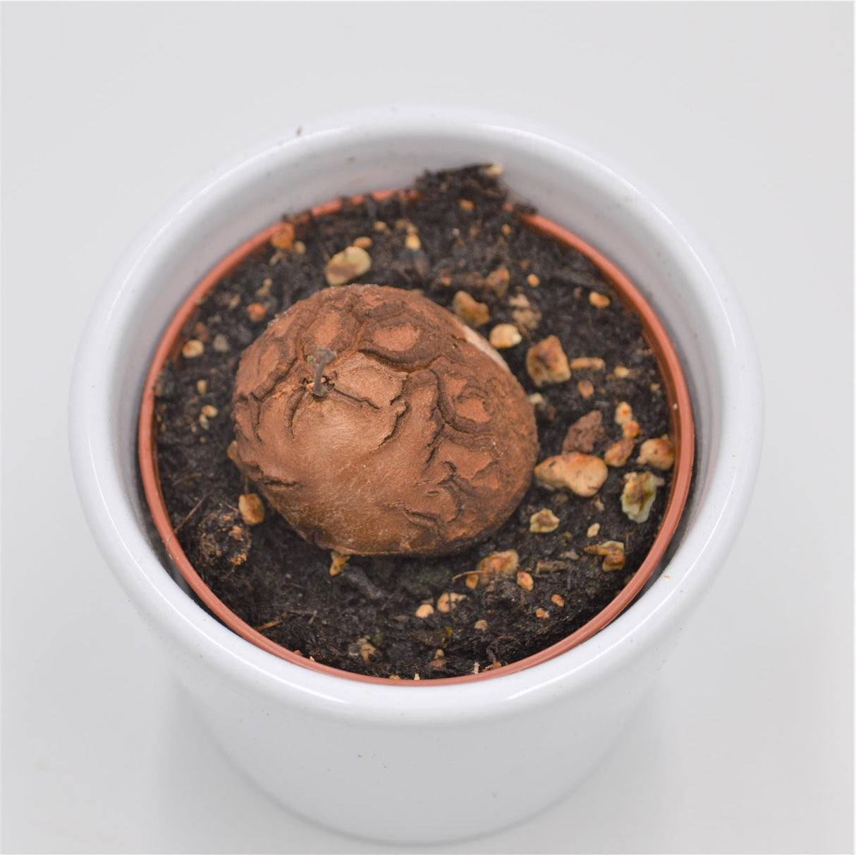 Dioscorea elephantipes Mammoth Oerknol - 6cm