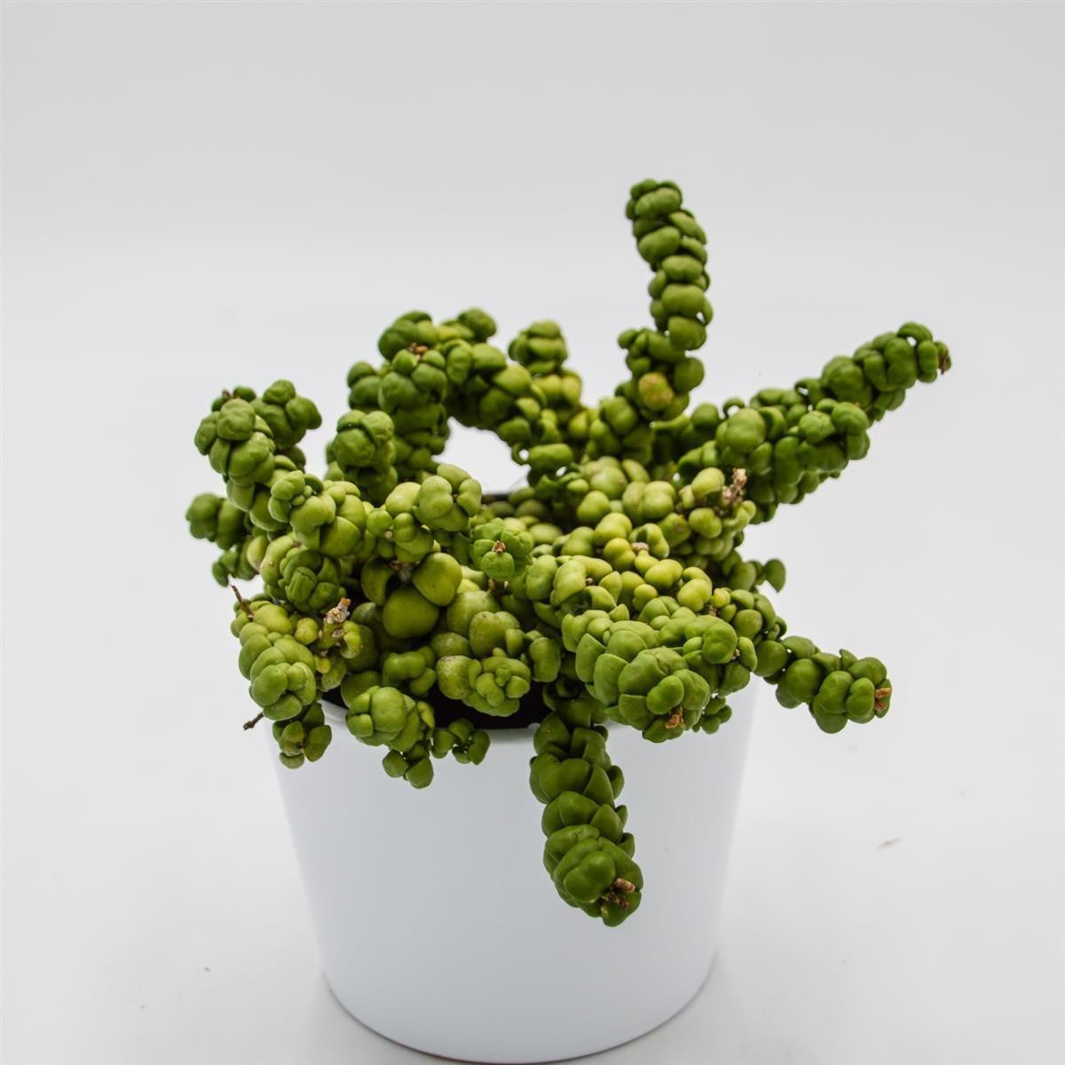 Dischidia nummularia Pangolin Kisses - 9cm