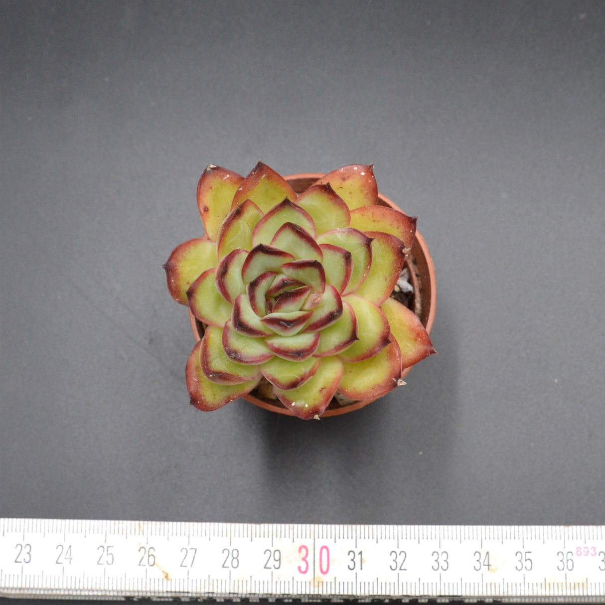 Echeveria Poldensis