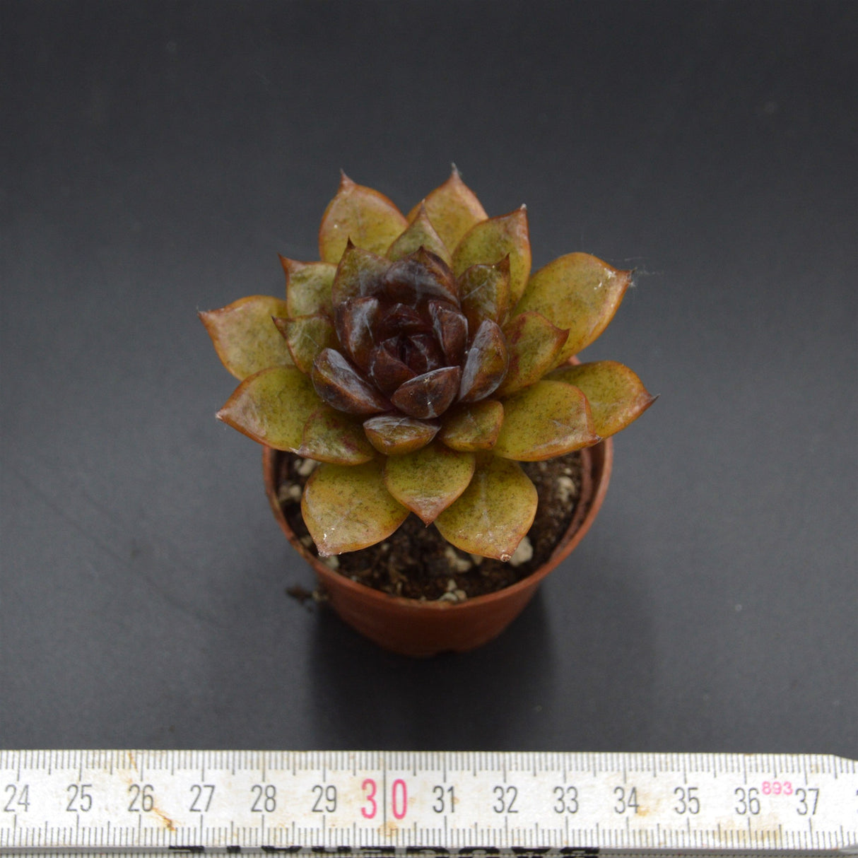 Echeveria albicans x Black Maria