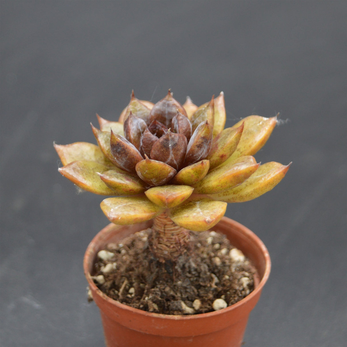 Echeveria albicans x Black Maria