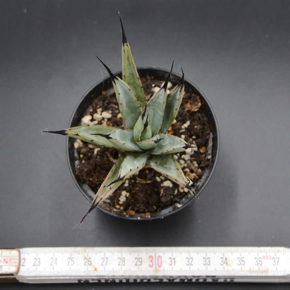 Agave macroacantha