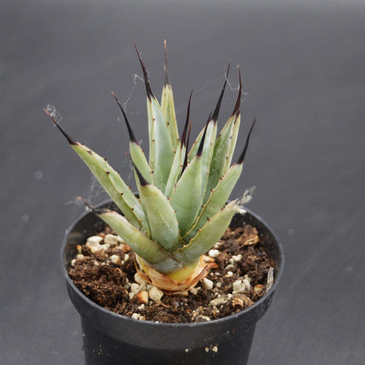 Agave macroacantha