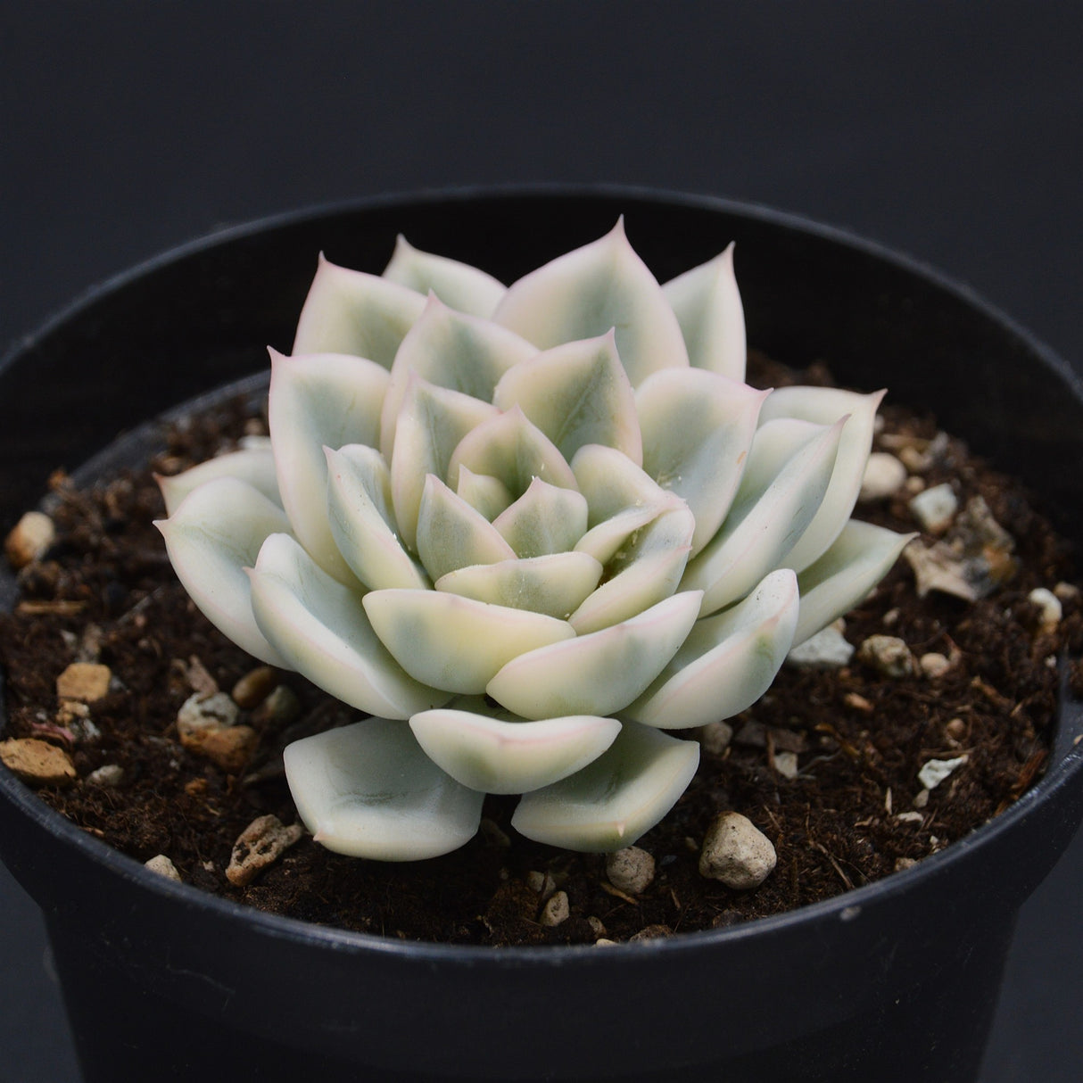Echeveria Moon Fairy f. variegata