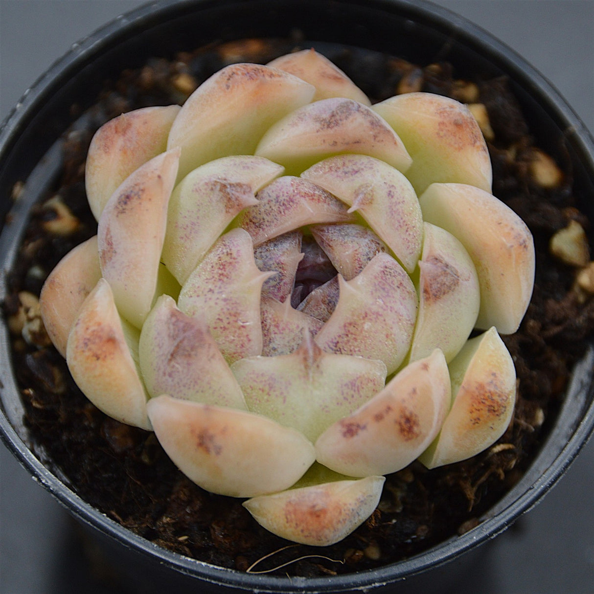 Echeveria Purple Rice