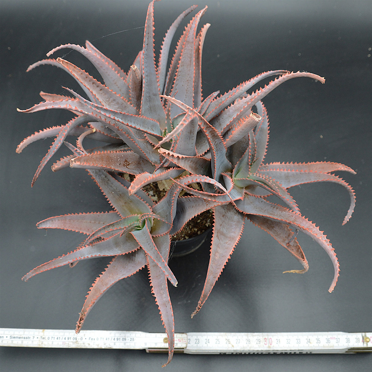 Aloe