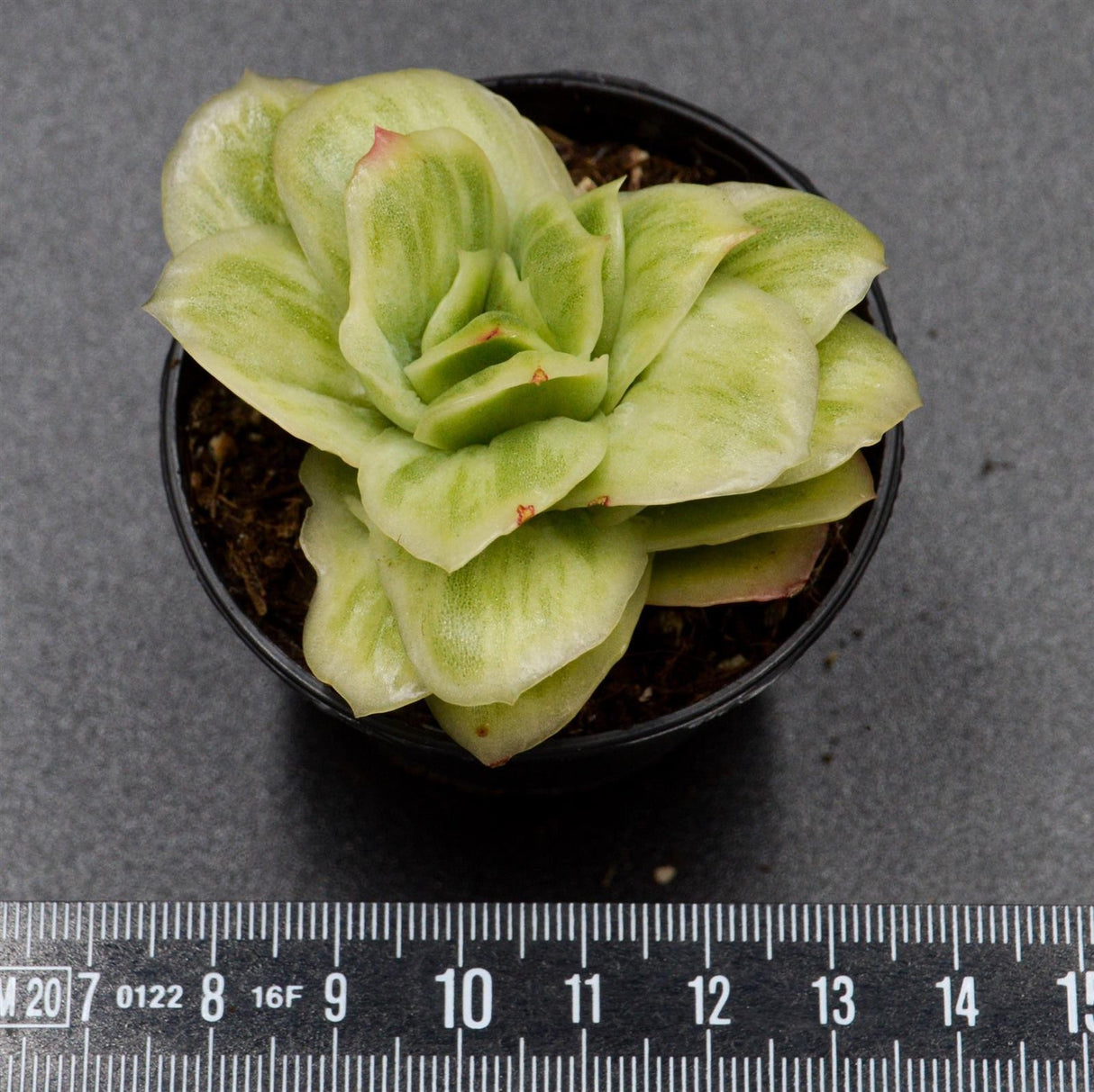 Graptoveria Ice Rose f. variegata