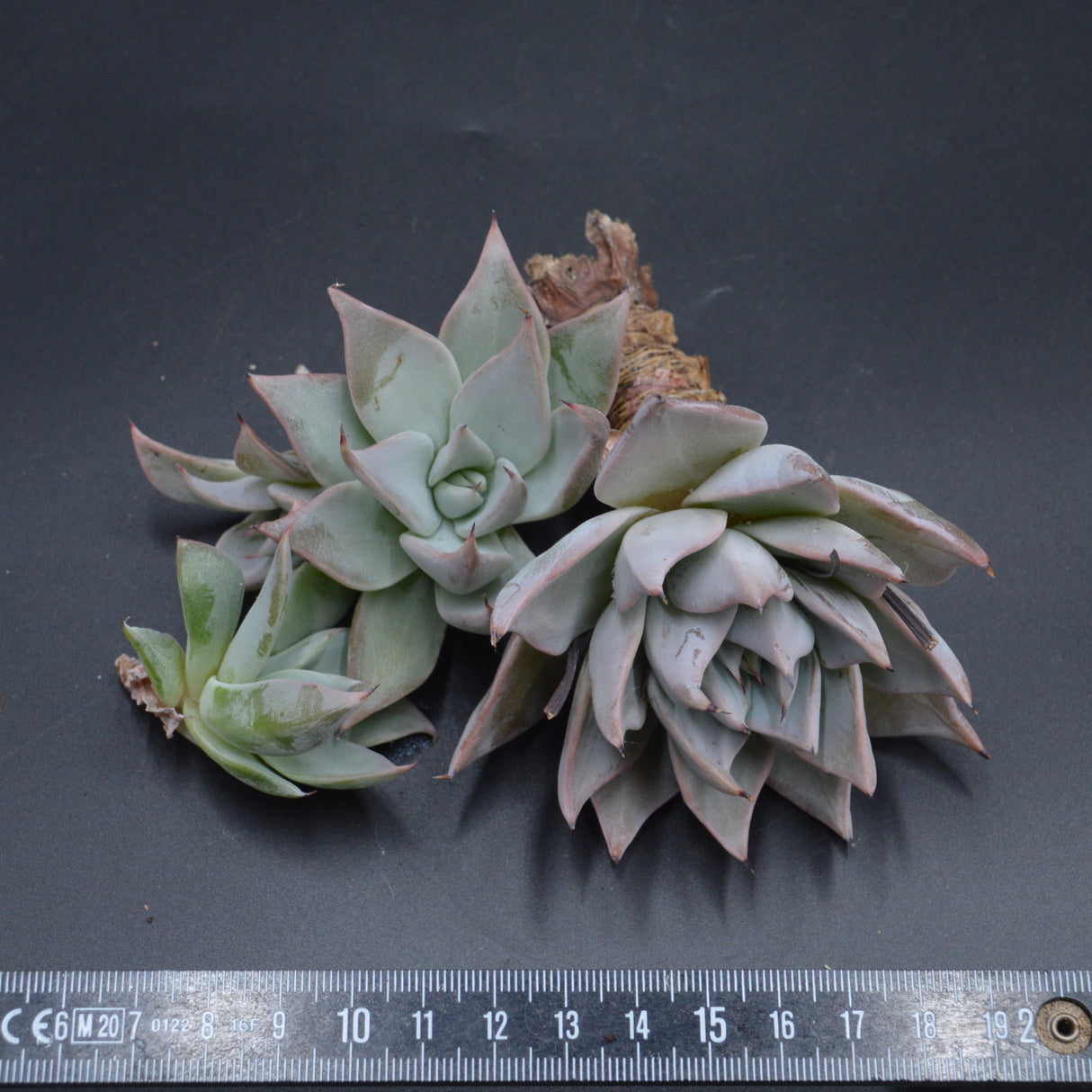 Echeveria cuspidata, Stecklinge