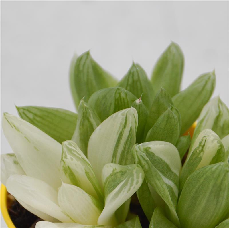 Haworthia cymbiformis f. variegata - 8,5cm