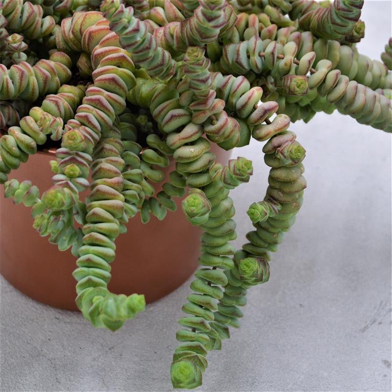 Crassula rupestris subsp. marnieriana - 12cm