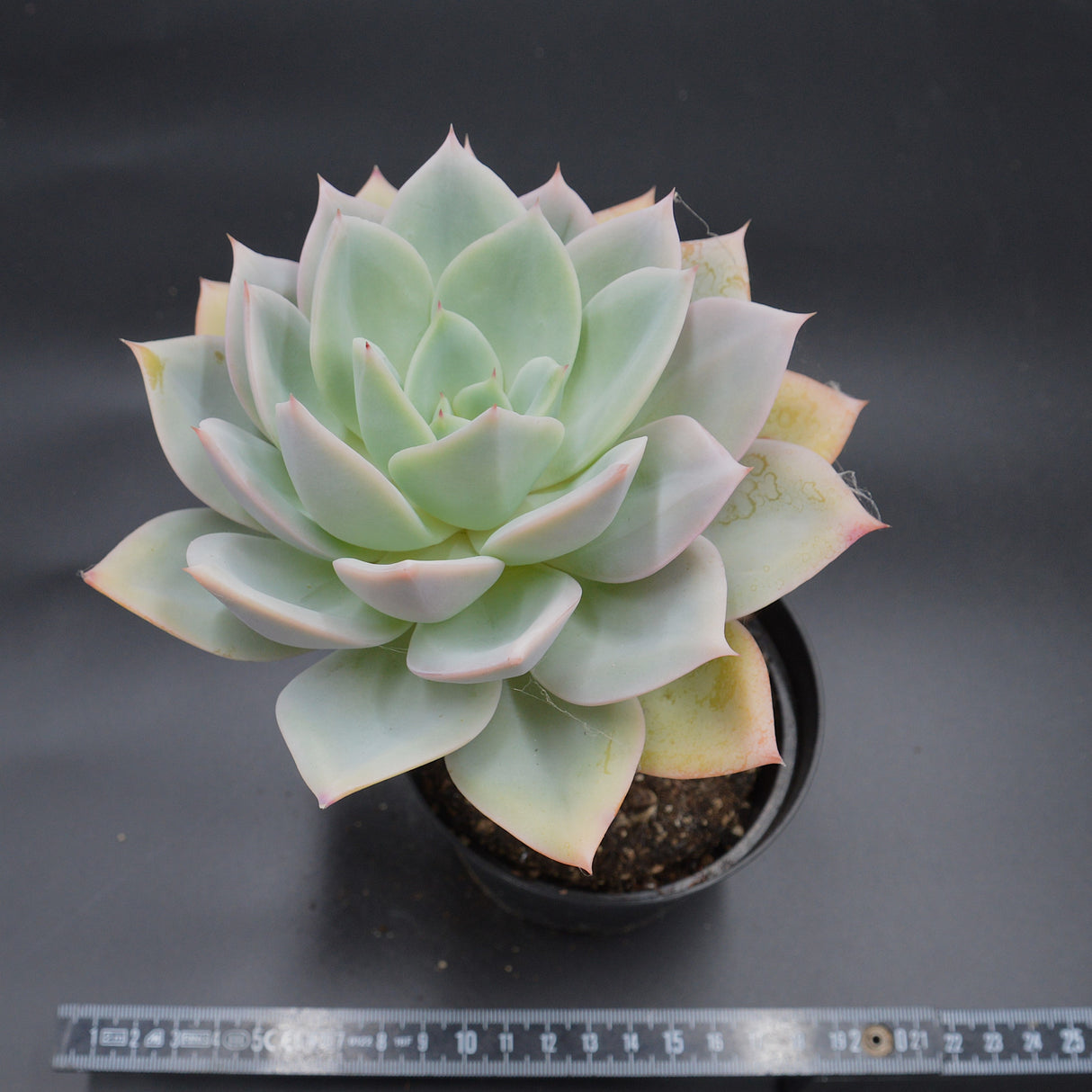 Echeveria Neptune